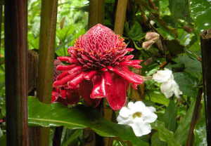 Ginger Flower