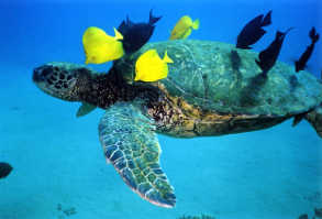 Sea Turtle near Hawaii